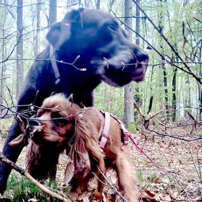 Hundetreffen-Gassi gehen