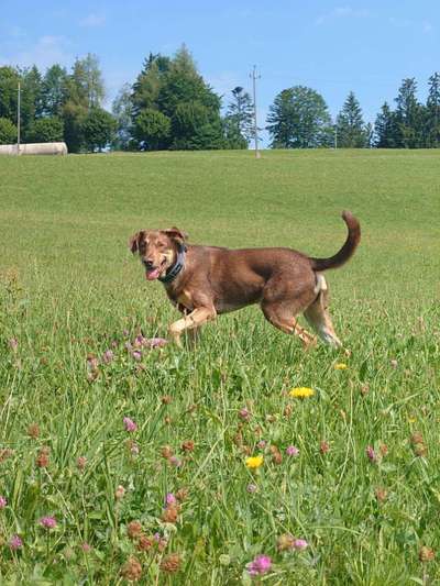 Hundetreffen-Neue Kontakte knüpfen ,Spaß haben-Bild