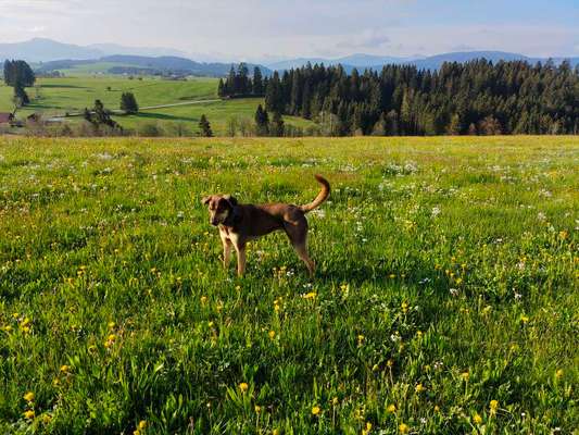 Hundetreffen-Spielen und Spaß haben 🐶-Bild