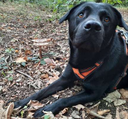 Foto Challenge 2 BEENDET 
Bitte aktuelle Challenge nutzen-Beitrag-Bild