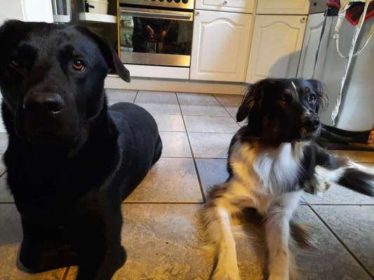 Bester Freund, Hundekumpel - zeigt her!-Beitrag-Bild