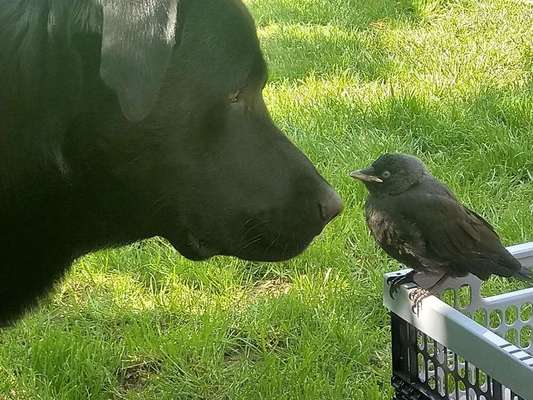 Dein Hund im Dogorama-Kalender 2021-Beitrag-Bild