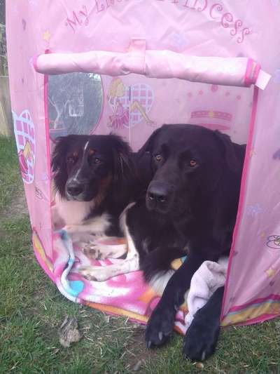 Bester Freund, Hundekumpel - zeigt her!-Beitrag-Bild