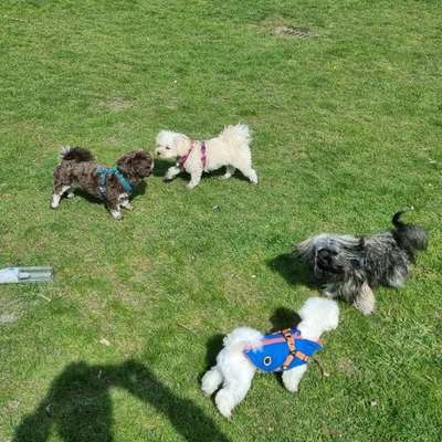 Hundetreffen-Regelmäßiges Spieltreffen für kleinere Hunderassen-Bild