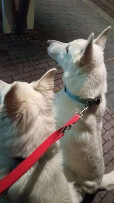 Weißer Schweizer Schäferhund-Beitrag-Bild