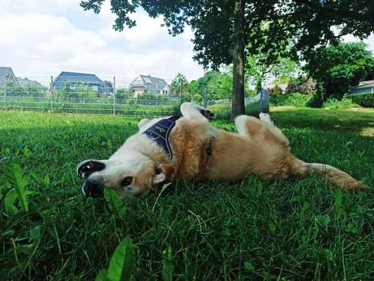 Die Dogorama Monats Challenge "Es grünt und blüht"-Beitrag-Bild