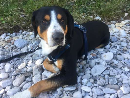 Entlebucher Sennenhund-Beitrag-Bild