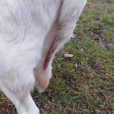 Ausschlag-Beitrag-Bild