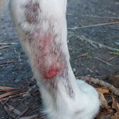 Ausschlag-Beitrag-Bild