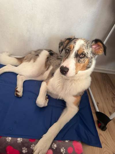 Wie kamst du zu deinem Hund?-Beitrag-Bild