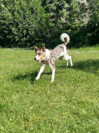 Unsere Fellnasen-Vielfalt im Überblick!-Beitrag-Bild