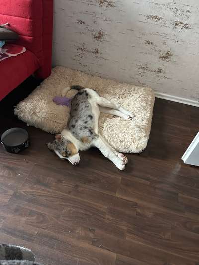 Wie kamst du zu deinem Hund?-Beitrag-Bild