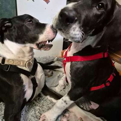 Traumhunde?-Beitrag-Bild