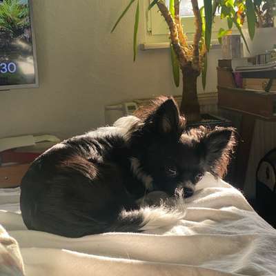 Hundetreffen-Mini-Hundefreunde gesucht (bis 5kg)-Bild