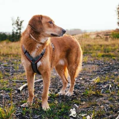 Hundetreffen-Gemeinsame ungezwungene Gassirunden-Bild