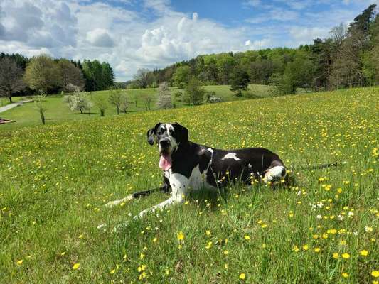 Deutsche Doggen Besitzer zeigt euch-Beitrag-Bild