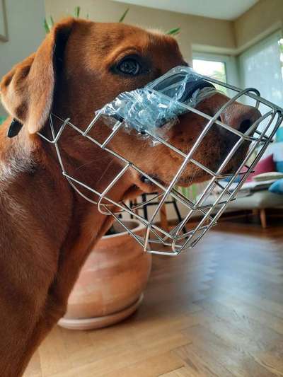 Wie sitzt mein Maulkorb / Maulkorb-Beratung-Beitrag-Bild