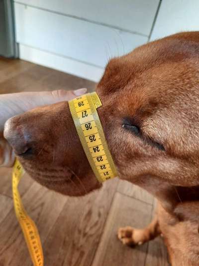 Wie sitzt mein Maulkorb / Maulkorb-Beratung-Beitrag-Bild