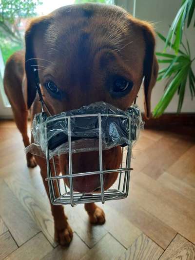 Wie sitzt mein Maulkorb / Maulkorb-Beratung-Beitrag-Bild