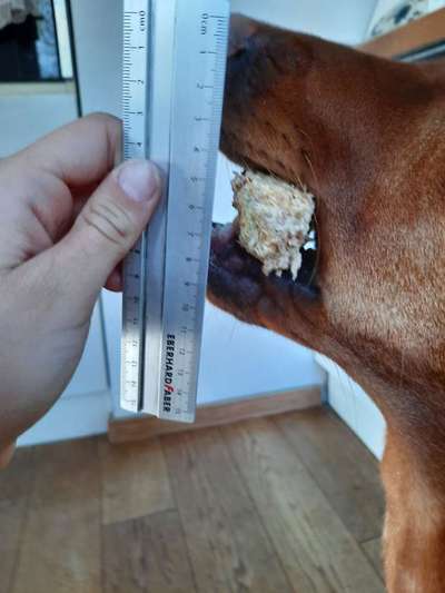 Wie sitzt mein Maulkorb / Maulkorb-Beratung-Beitrag-Bild