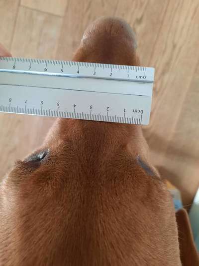 Wie sitzt mein Maulkorb / Maulkorb-Beratung-Beitrag-Bild