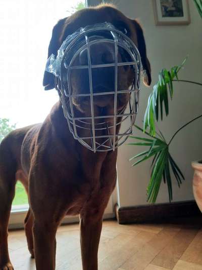 Wie sitzt mein Maulkorb / Maulkorb-Beratung-Beitrag-Bild