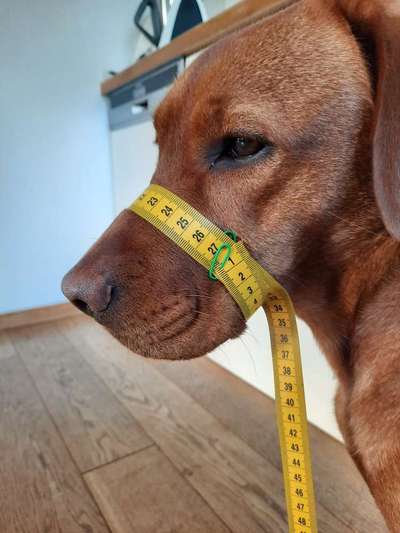 Wie sitzt mein Maulkorb / Maulkorb-Beratung-Beitrag-Bild