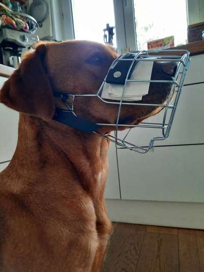 Wie sitzt mein Maulkorb / Maulkorb-Beratung-Beitrag-Bild