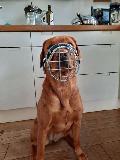 Wie sitzt mein Maulkorb / Maulkorb-Beratung-Beitrag-Bild