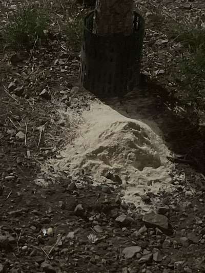 Giftköder-Giftködervermutung/ Futterstelle-Bild