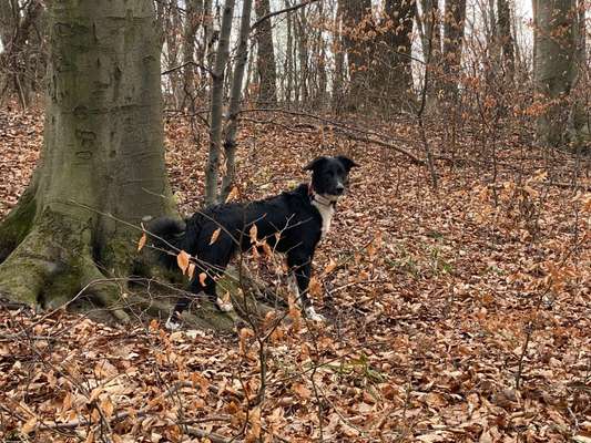 Auslandstierschutz-Beitrag-Bild