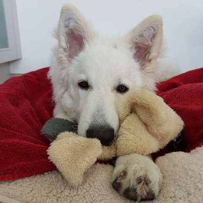 Hundetreffen-Gemeinsamer Spaziergang in Zwingen BL-Profilbild