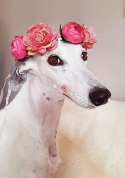 Windhunde - Treffen der besonderen Schönheiten
HERZLICH WILLKOMMEN-Beitrag-Bild