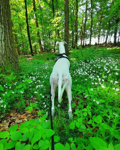 Die Dogorama Monats Challenge "Es grünt und blüht"-Beitrag-Bild