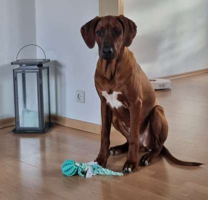 Rhodesian Ridgeback-Beitrag-Bild