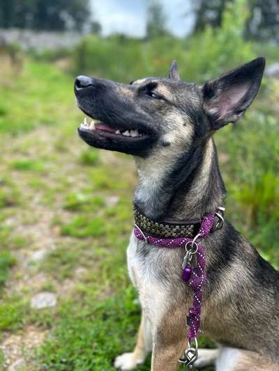 Malinois-Beitrag-Bild