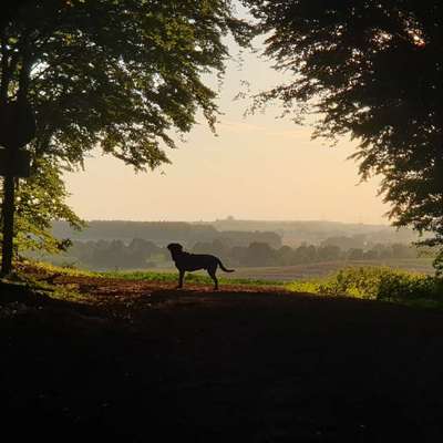 Hundetreffen-Spielrunden/Gassirunden-Bild