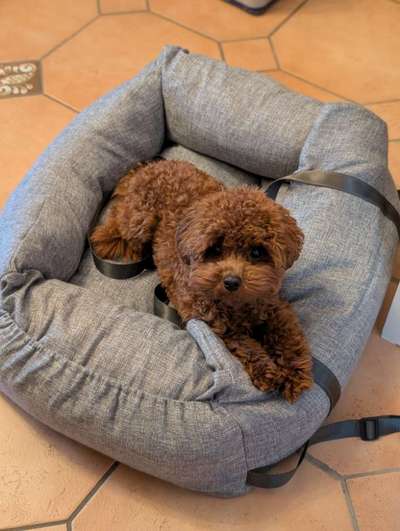 Hundetreffen-Junghunde Treffen-Bild