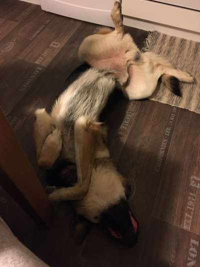 müde der kleine-Beitrag-Bild