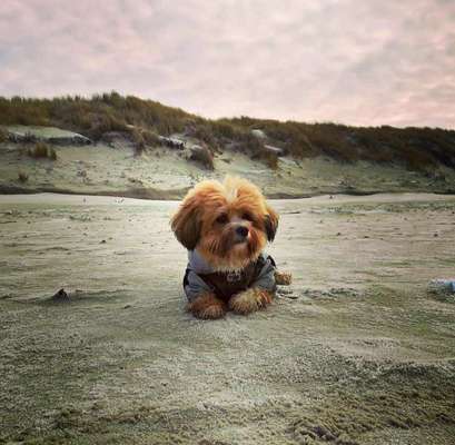 Die Dogorama Wochen Challenge-Beitrag-Bild