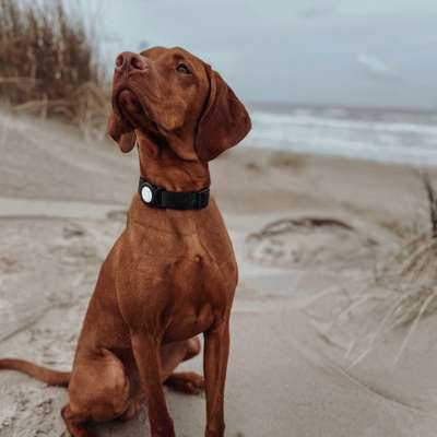 Hundetreffen-Vizslatreffen im Rems-Murr-Kreis-Bild