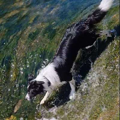 Hundetreffen-Action, Spaß-Bild