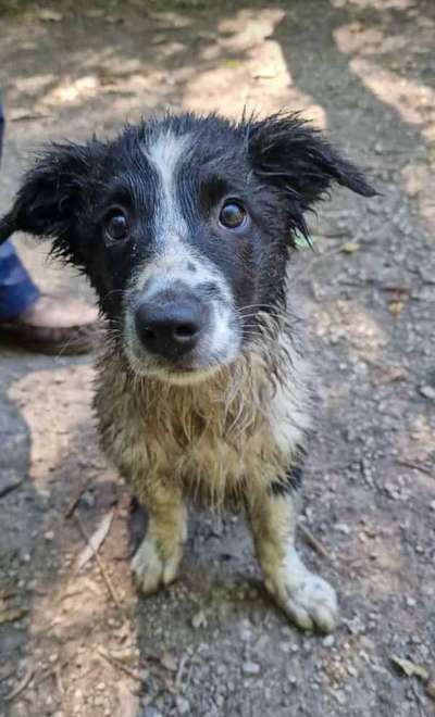 Wie oft Gassi?-Beitrag-Bild