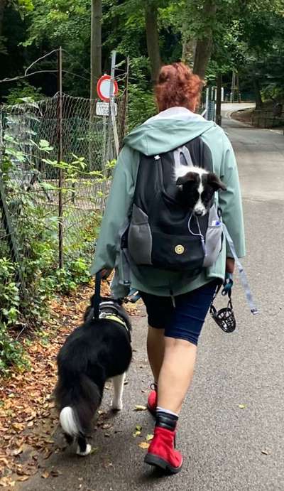 Wie oft Gassi?-Beitrag-Bild