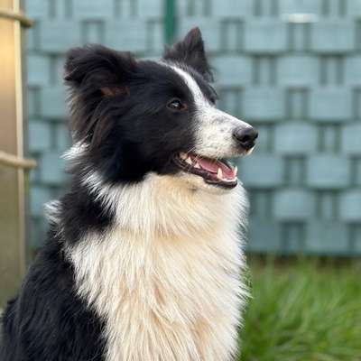 Hundetreffen-Trainieren und spielen