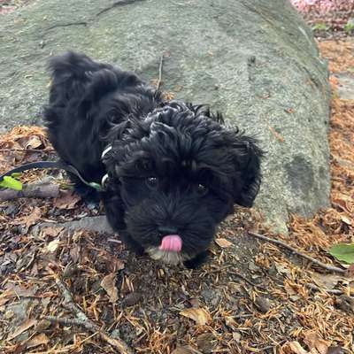 Hundetreffen-Welpentreffen Osnabrück-Bild