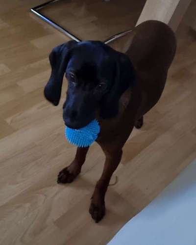 Dogorama Photo Challenge - Lieblingsspielzeug!-Beitrag-Bild