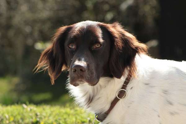 Die Dogorama Kalender Challenge Titelbild-Beitrag-Bild