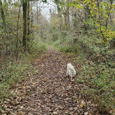 Hundetreffen-Social Walk-Bild