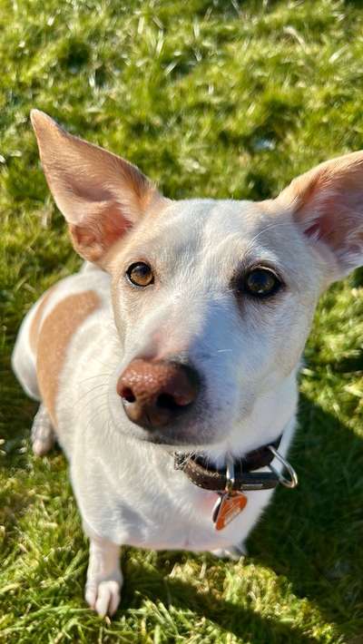 Hundetreffen-Spazieren, spielen und lernen-Bild